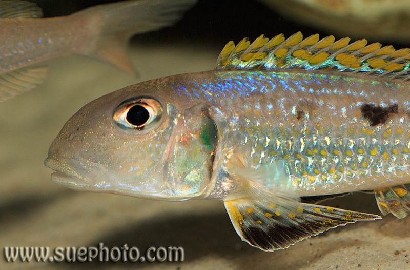 Xenotilapia singularis 'Ndole Bay'